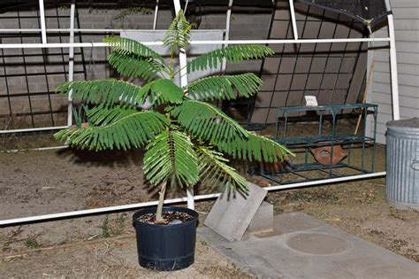 royal poinciana bonsai project in the Southwest Gardening forum ...