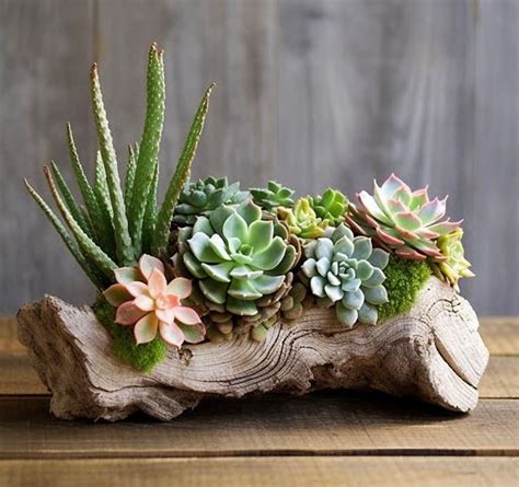 Driftwood Planter Succulent Arrangement Etsy In Succulent