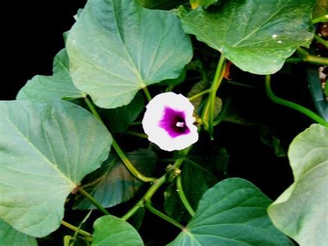 Eduinfo Ipomoea Batatasweet Potato