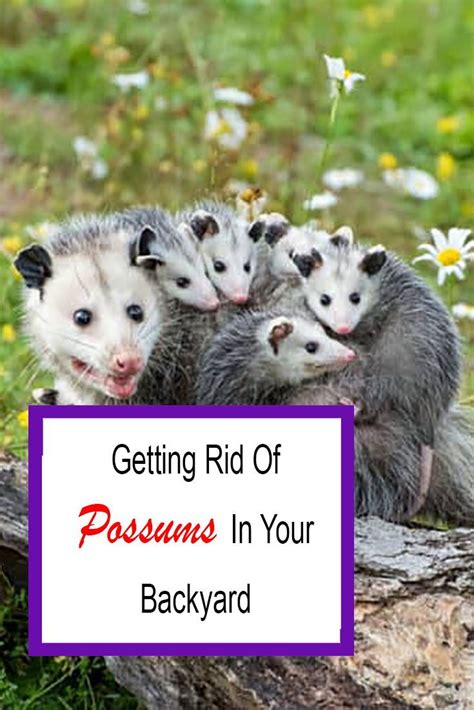 How Do You Get Rid Of Possums In The Backyard