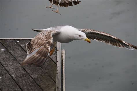 burung terbang barcelona foto gratis  pixabay pixabay