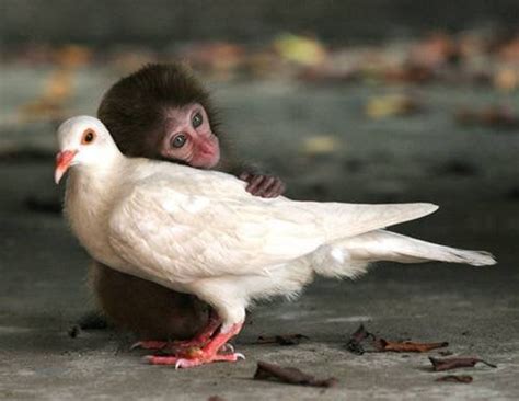 Monkey Bird Friendship Animalsbeingbros