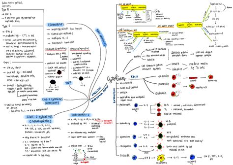 Immune System Concept Map