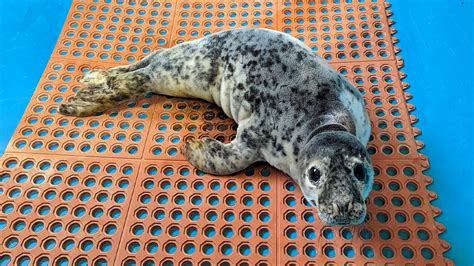 Baby seal released after crossing NJ highway with police help | FOX 5 ...