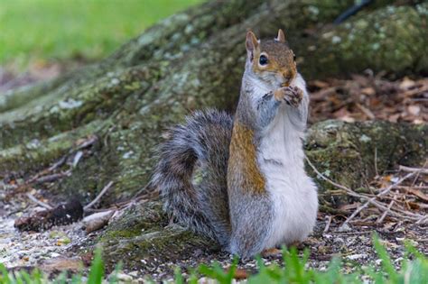 Usa Florida Stehend Eichhörnchen Mit Weißen Bauch Essen Eine Mutter