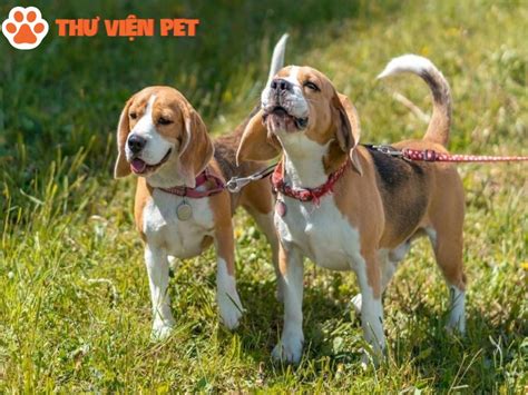 Chó Beagle - Thư Viện Pet - Trang Chia Sẻ Thông Tin Và Cách Chăm Sóc ...