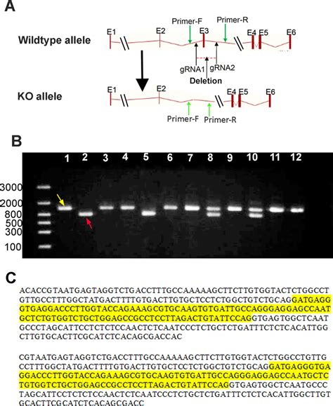 Rs H Y Rat Model Generation And Genotyping Strategy Crispr Case