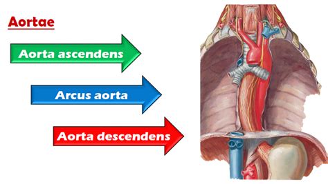 Fikir Transplantasyonu Aort Anevr Zmasi Hem Rel K Bakimi