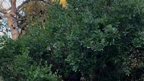 Vid Os Porno Les Plus R Centes Bareback Gay Gratuites Xhamster