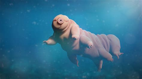 Tardigrades - Discover the Fascinating World of Water Bears - Tardigrade Key