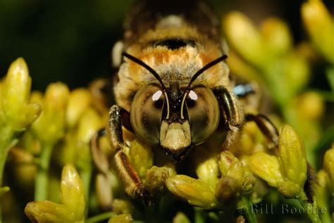 Southern Carpenter Bee Bees Nature In Focus