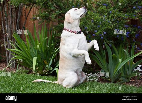 A Yellow Labrador Retriever Sitting Up In A Garden Stock Photo Alamy