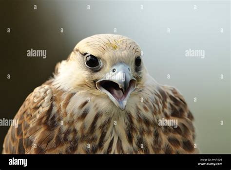 Closeup Lanner Falcon Portrait With Open Beak Stock Photo Alamy