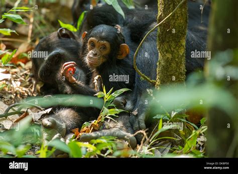 Baby Chimpanzee, Pan troglodytes, Mahale Mountains National Park ...