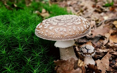 Amanite Panth Re Amanita Pantherina Centre Antipoisons Belge