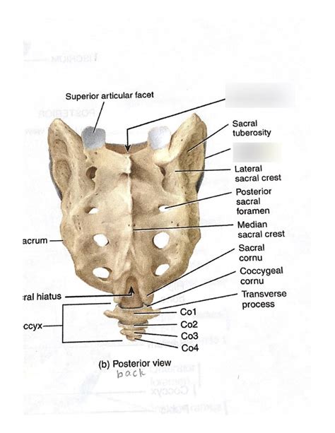 Lab 2 Lower Extremity Bones Sacrum 2 Diagram Quizlet