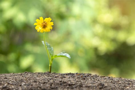 Growing Flower