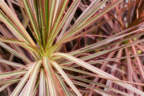 Dracaena Marginata Tricolor Dragon Tree All You Need To Know