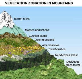 Vegetation Zones in Mountains