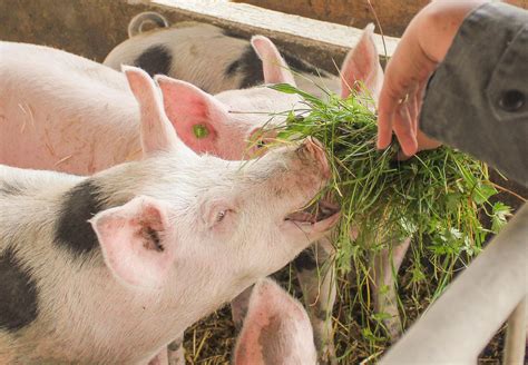 Nachhaltige Lebensmittelsysteme VIER PFOTEN Österreich Stiftung für