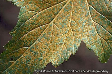 Tree / Leaf Rust - Natural Way Lawn & Tree Service