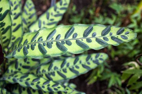 Rattlesnake Plant Calathea Lancifolia Care And Growing Guide