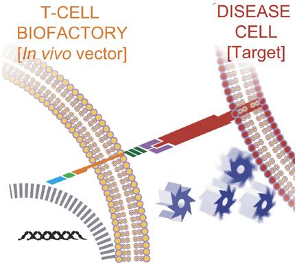 Modular Antigenspecific Tcell Biofactories For Calibrated In Vivo