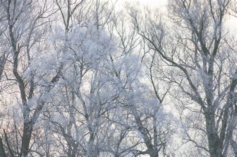 배경 화면 경치 숲 하늘 분기 얼음 서리 짓다 동결 나무 풍경 날씨 시즌 헤멜 비터 Tr D 땅콩