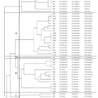 Dendrogram Based On Cluster Analysis Of Rep Pcr Gtg Fingerprints