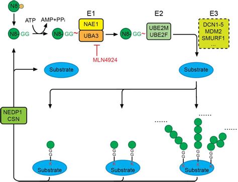 Frontiers Neddylation An Emerging Mechanism Regulating Cardiac