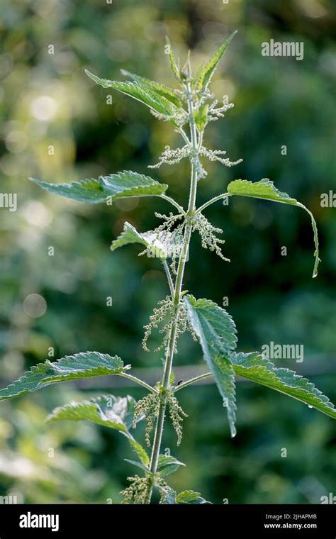 Stinging Nettles Nettle Leaves Greenery Common Nettle Stock Photo Alamy