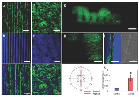 HMSC Alignment On The Biosilica Micropatterned And Control Hydrogels