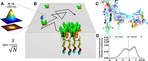 Single Molecule Tracking Of Ampars In The Plasma Membrane A Because