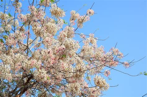 Premium Photo Low Angle View Of Cherry Blossom Against Blue Sky