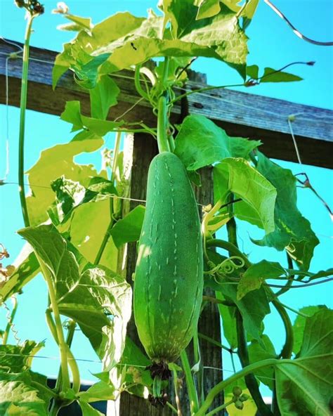 Is A Loofah A Plant Or Not? Is It Edible?