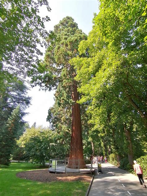 Insel Mainau Sequoioideae Mammutbaum Stkone Flickr