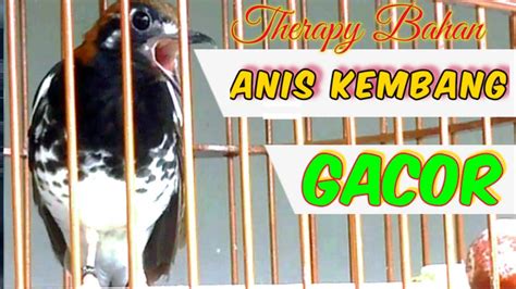 Pancingan Anis Kembang Agar Cepat Gacor Ngeplong Cocok Untuk Therapy