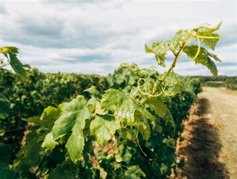 Weinreben Schneiden Im Sommer So Erzielen Sie Eine Gute Ernte Durch