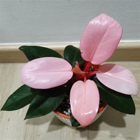 Jual Tanaman Hias Philodendron Pink Congo Philo Princess Pot Tawon