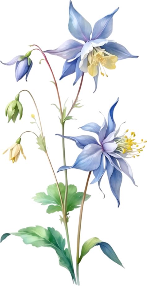 ai generiert Aquarell Gemälde von Akelei Blume Illustration von Blumen