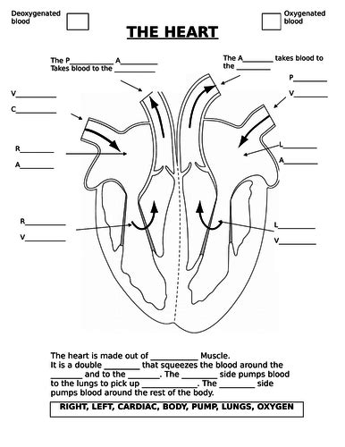 The Heart - AQA (9-1) | Teaching Resources