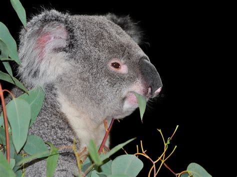 Oso De Koala Que Come Las Hojas Del Eucalipto Foto De Archivo Imagen