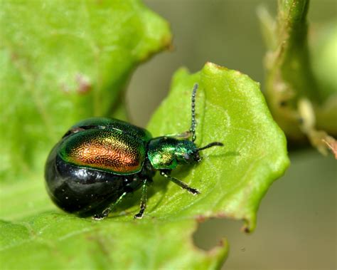 Waarom Zijn Er Zoveel Soorten Insecten Natuurwijzer