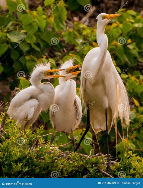Great Egret Mom and Her Two Hungry Babies Stand on Nest Stock Photo