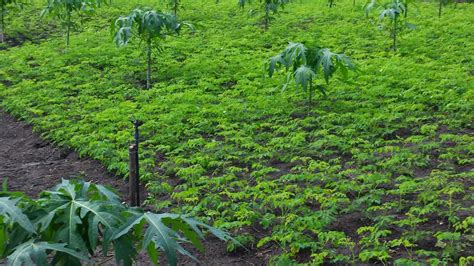 Moringa Ecuador SOLO ECUAMORINGA ES ORGÁNICA CULTIVOS DE MORINGA CON