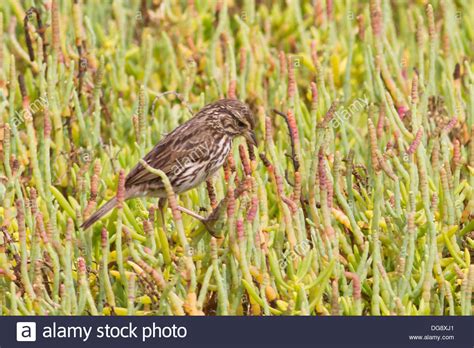 Habitat of birds and animals hi-res stock photography and images - Alamy