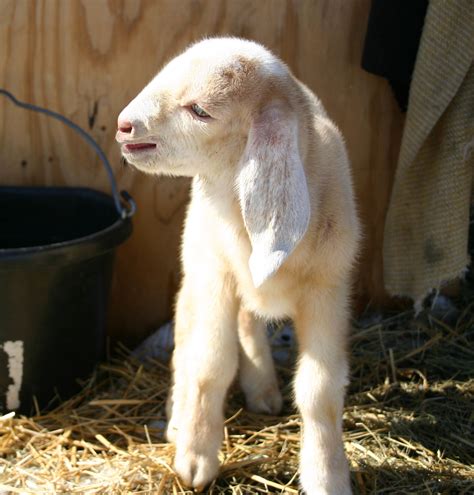 Baby Nubian goat- oh mys goodnesses | Cute goats, Baby animals, Baby goats