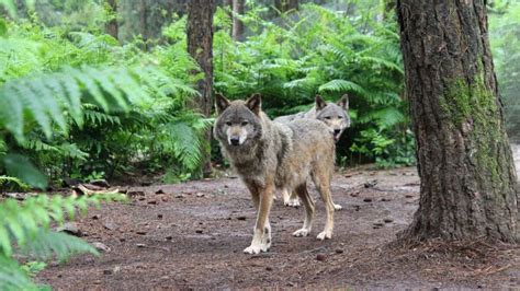 Un Loup Abattu D But Juillet Dans Les Hautes Alpes La Vid O Du Tir