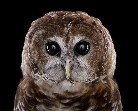 Studio Portraits Of Owls That Capture Their Nobility And Personalities