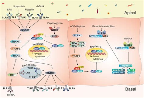 Simplified Overview Of PRR Signalling Pathways In Gastrointestinal